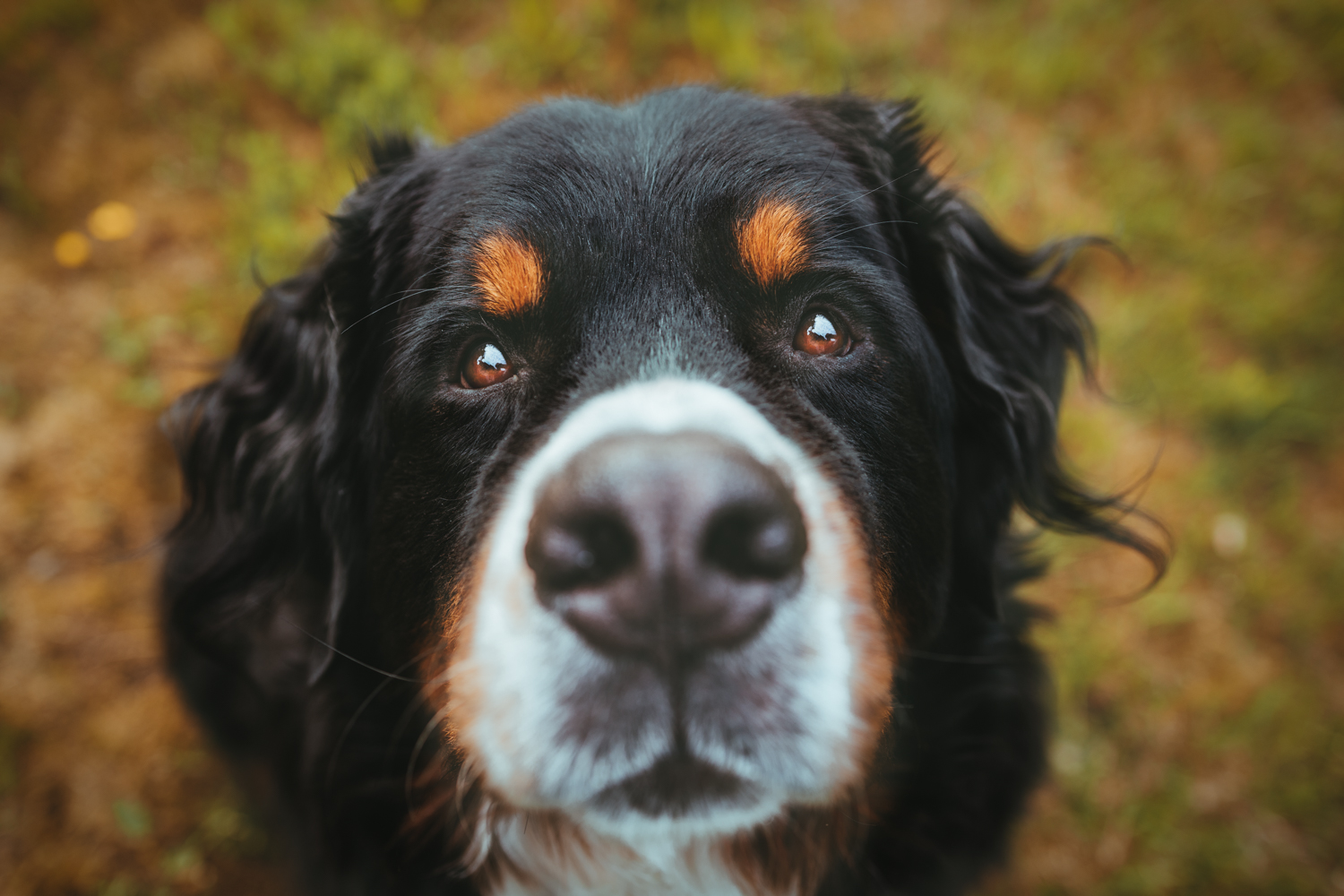 Fotokurs Haustier